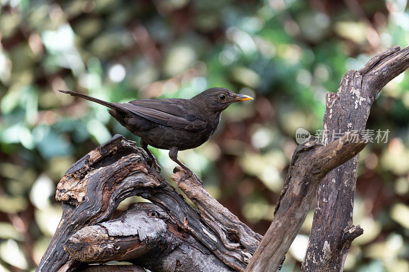 栖息在树枝上的黑鸟(Turdus merula)